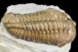 Bargain, Lochovella (Reedops) Trilobite - Oklahoma #164447-2